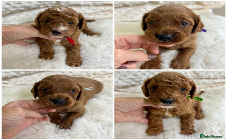Cavapoo dogs - Advert 1