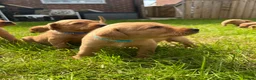 Labrador Retriever dogs for sale: Beautiful Fox red Labrador pups  - Advert 1