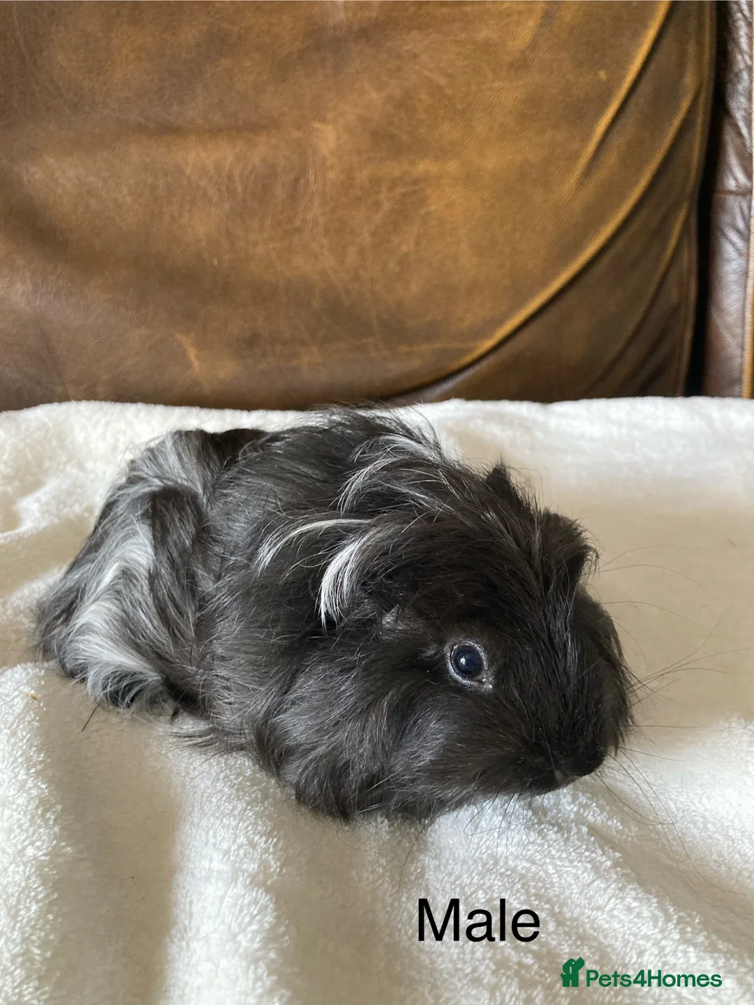 Guinea Pig rodents for sale: Gorgeous Guinea Pigs - Advert 8