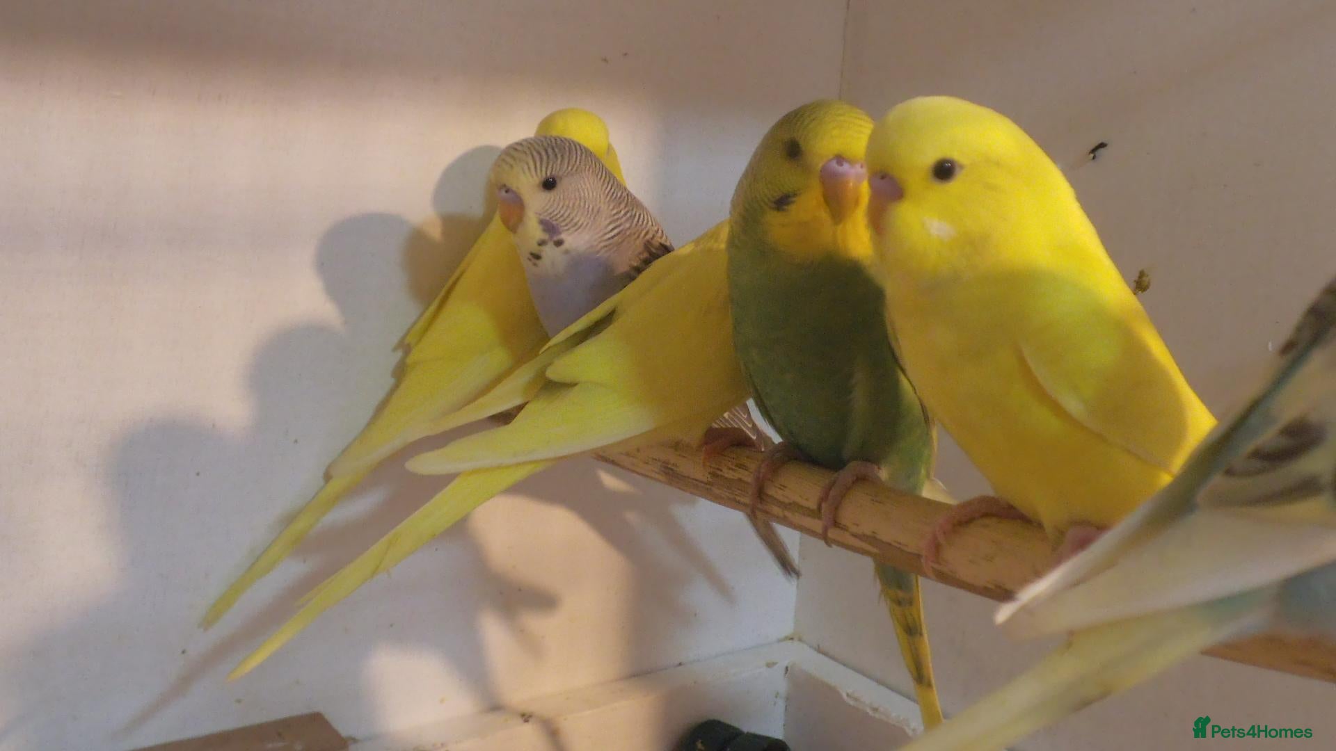 Budgerigars birds Beautiful Baby Budgies 7 Weeks Old - Advert 1