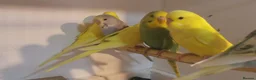 Budgerigars birds for sale: Beautiful Baby Budgies 7 Weeks Old - Advert 1