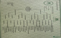 English Springer Spaniel dogs for stud: For Stud - Image 5