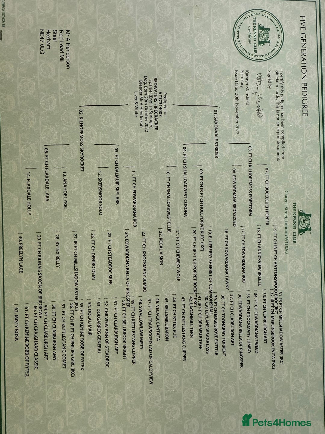 English Springer Spaniel dogs for stud: For Stud - Image 5