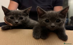 Mixed Breed cats for sale: 3 Black Boys, 1 Grey Girl and 1 Grey Boy Kittens - Image 5