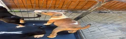 English Bull Terrier dogs for sale: English bull terriers puppies - Advert 7