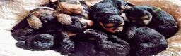Mixed Breed dogs for sale: Miniature poodle x scot terrier/ poodle x puppies  - Advert 5