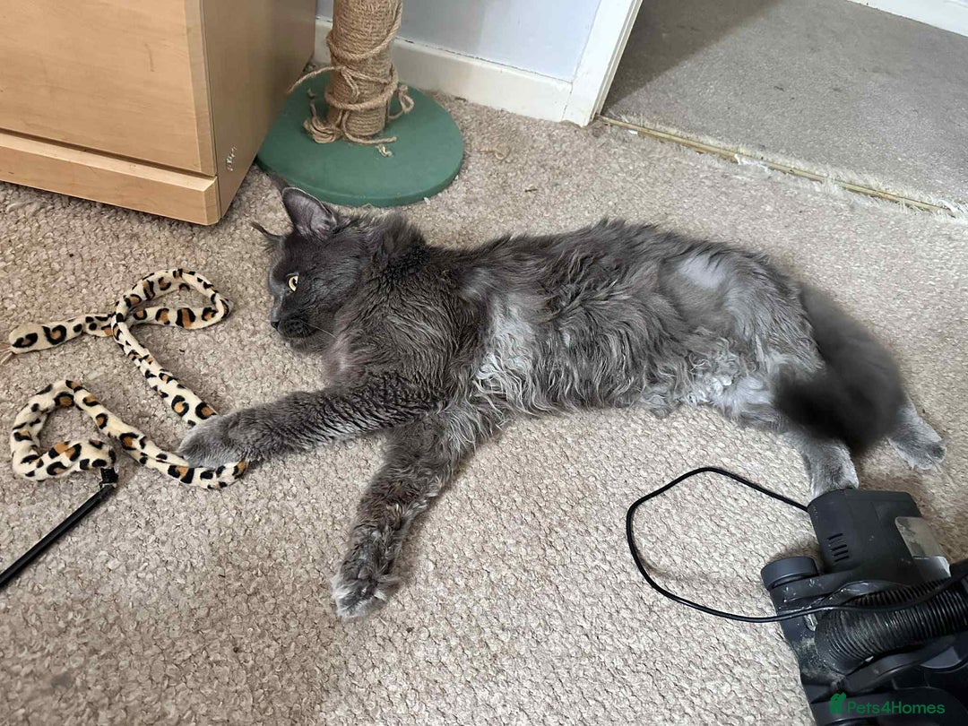 Maine Coon cats for sale: Stunning Maine Coon Kittens (Tica Registered)  in Colchester - Image 27