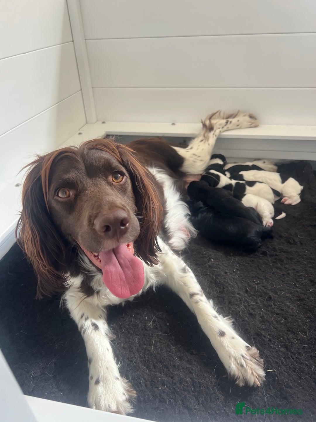 Sprocker dogs for sale: Sprocker Spaniel Puppies - Image 23