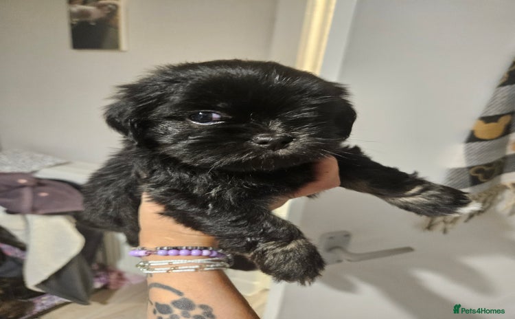 Lhasa Apso dogs - Advert 1