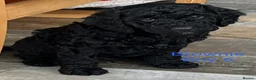Cockapoo dogs for sale: 🐾REHOMED 🐾 Beautiful Black F1b Cockapoo 🖤 - Advert 10