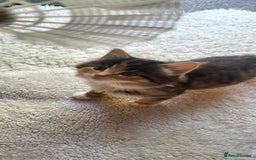 Mixed Breed cats for sale: Lovely kittens Looking for new Homes  - Image 26