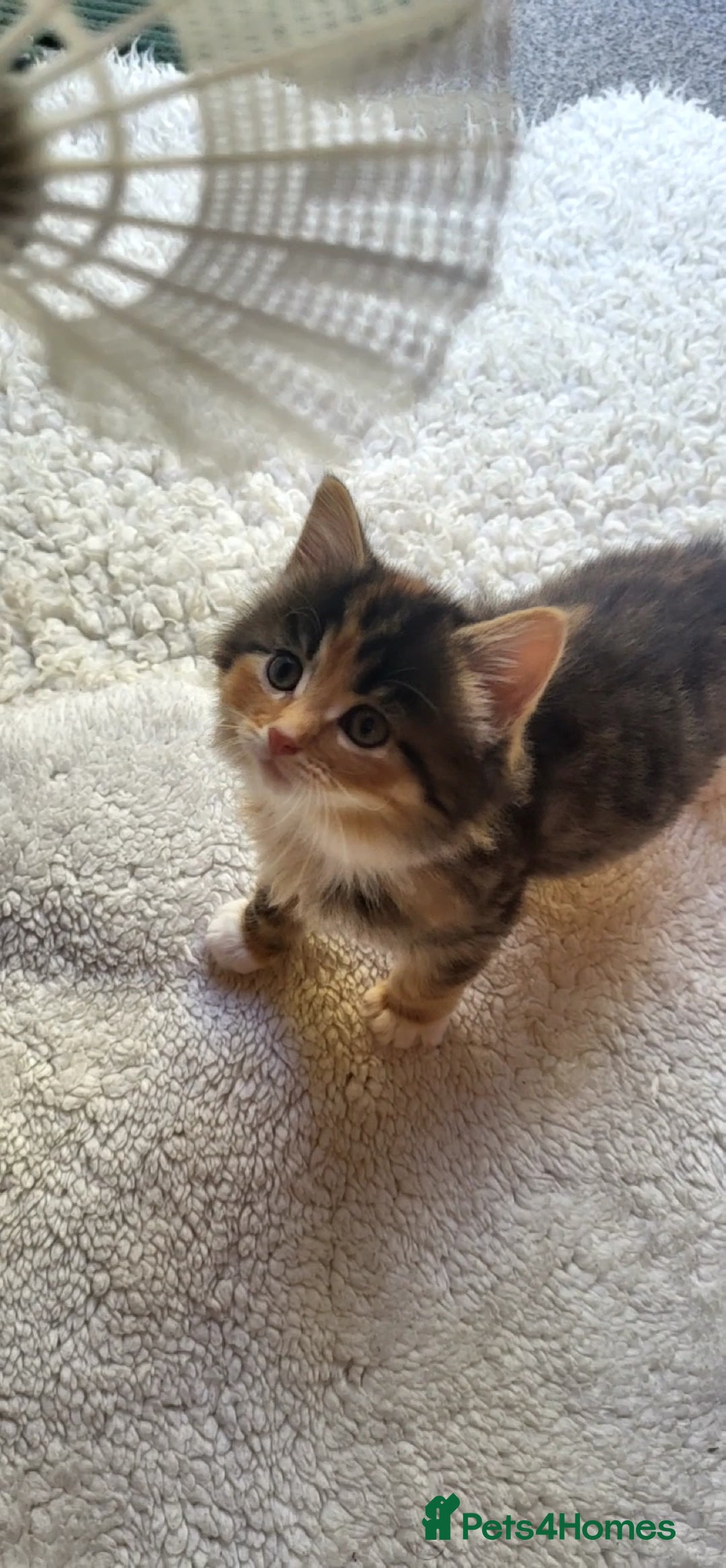 Mixed Breed cats for sale: Lovely kittens Looking for new Homes  - Image 26