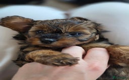 Cavapoo dogs for sale: Beautiful phantom F1B cavapoos - Image 12