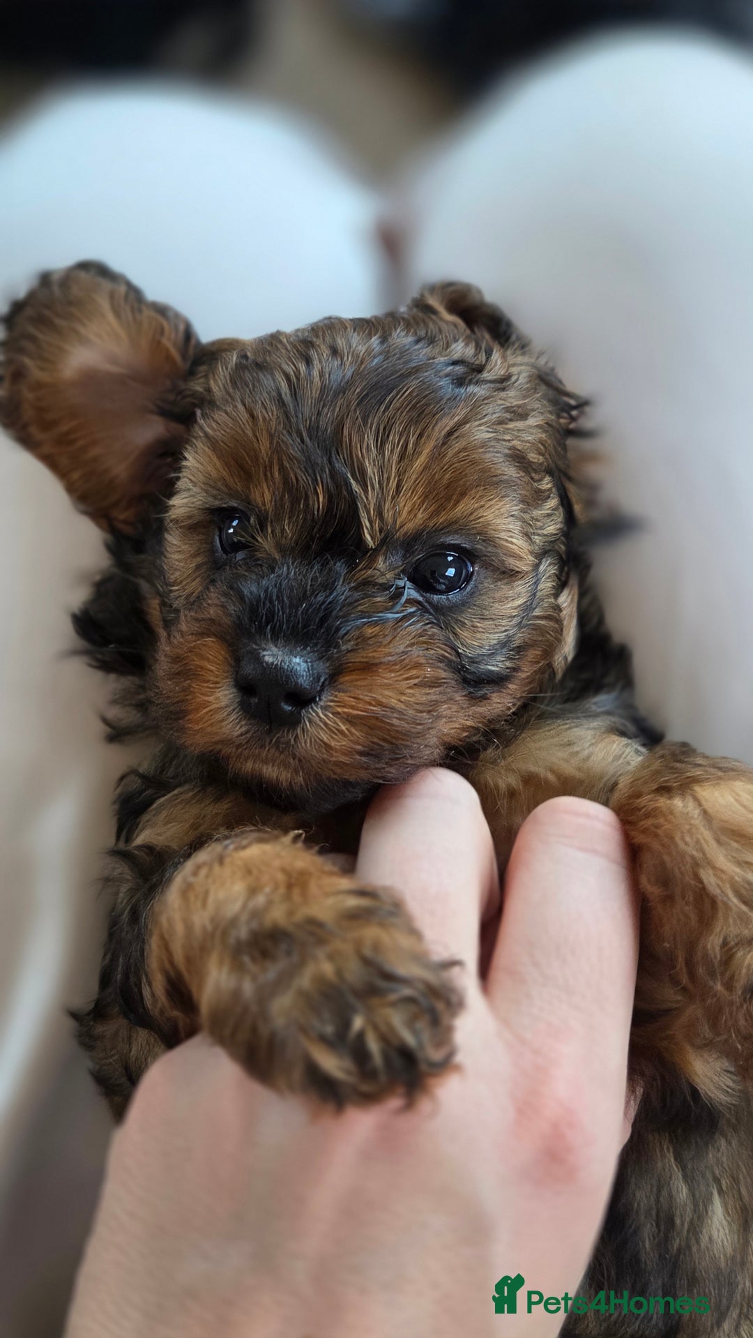 Cavapoo dogs for sale: Beautiful phantom F1B cavapoos - Image 12