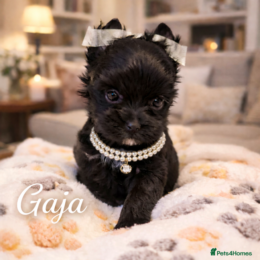 Yorkshire Terrier dogs for sale: Yorkshire Terrier  - Advert 9