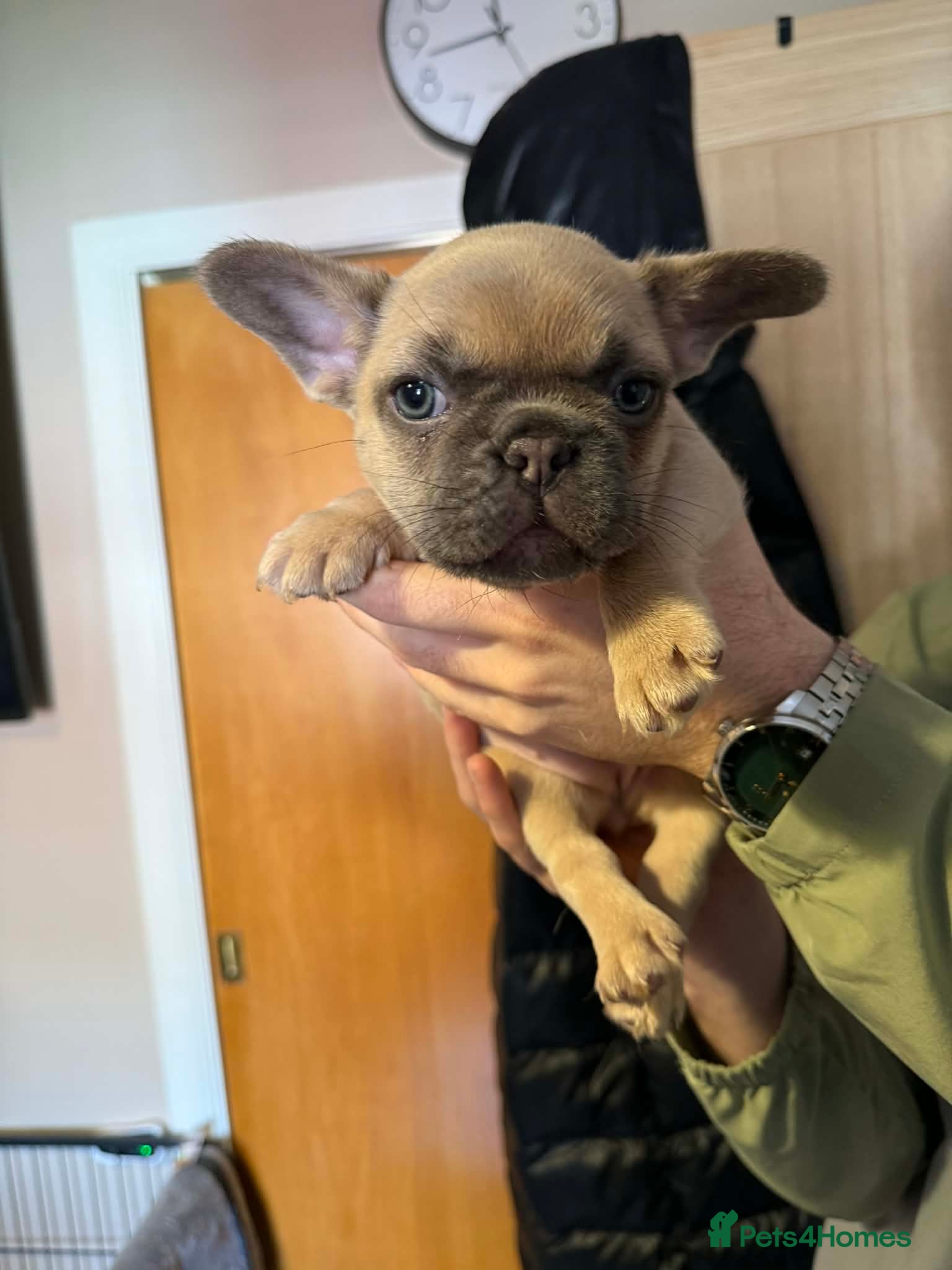 French Bulldog dogs Two stunning  female French bulldogs  - Advert 1