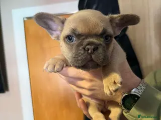 French Bulldog dogs Two stunning female French bulldogs - Advert 1