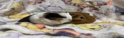 Guinea Pig rodents for sale: 2 beautiful girl piggys  - Advert 13