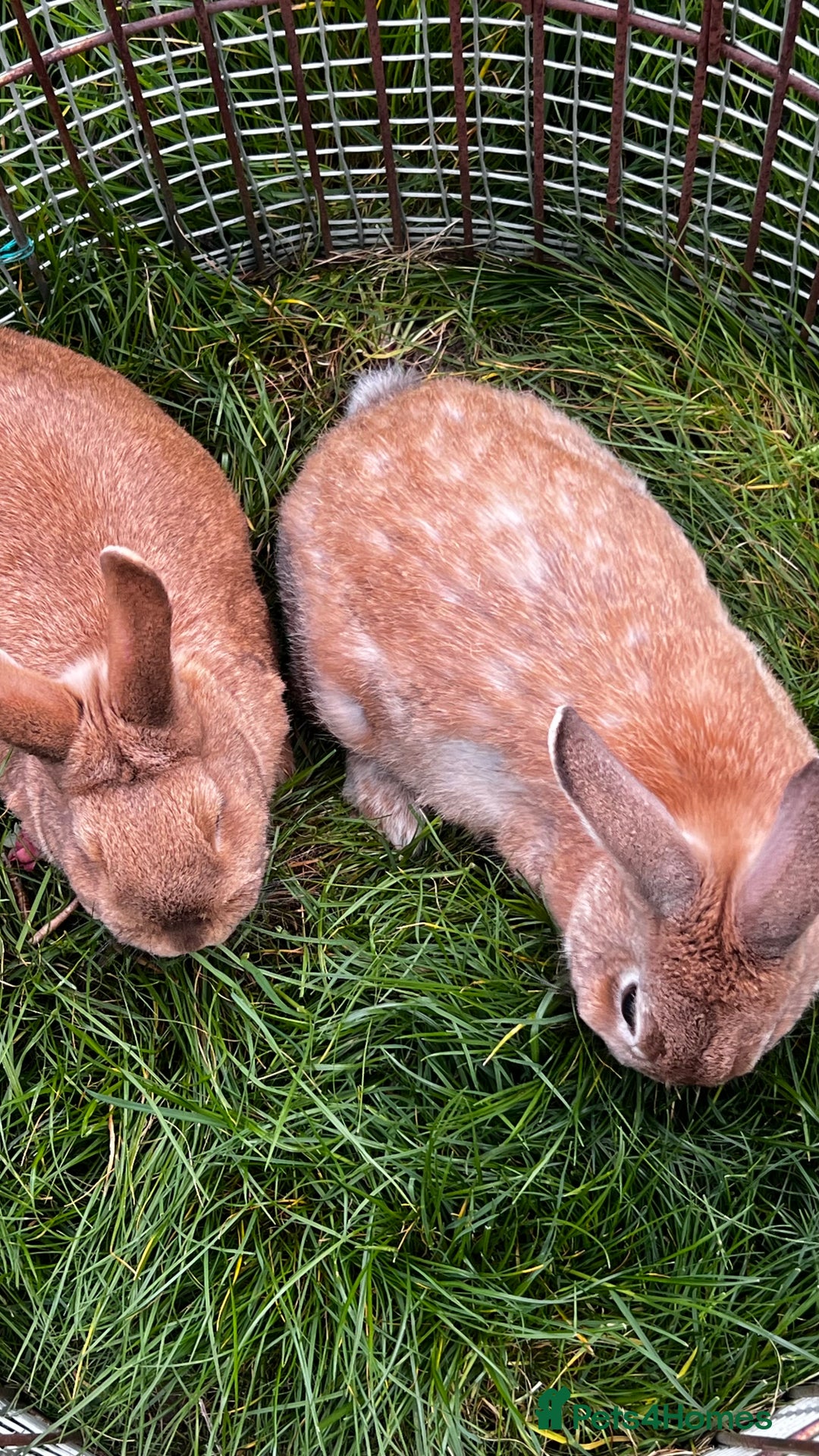 Dutch rabbits for sale: x2 Dutch Rabbits  - Advert 2