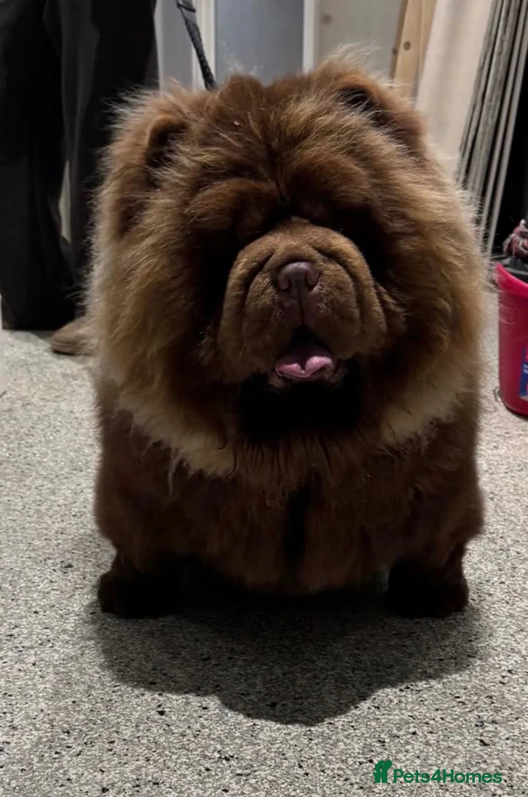 Chow Chow dogs for sale: READY TO LEAVE CHOW CHOW PUPS  - Advert 8