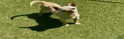 Chihuahua dogs for sale: Last boy left - Advert 4