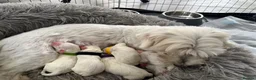 Maltese dogs for sale: ADORABLE TOY MALTESE PUPPIES 3 GIRLS & 2 BOYS 🐾 - Advert 4