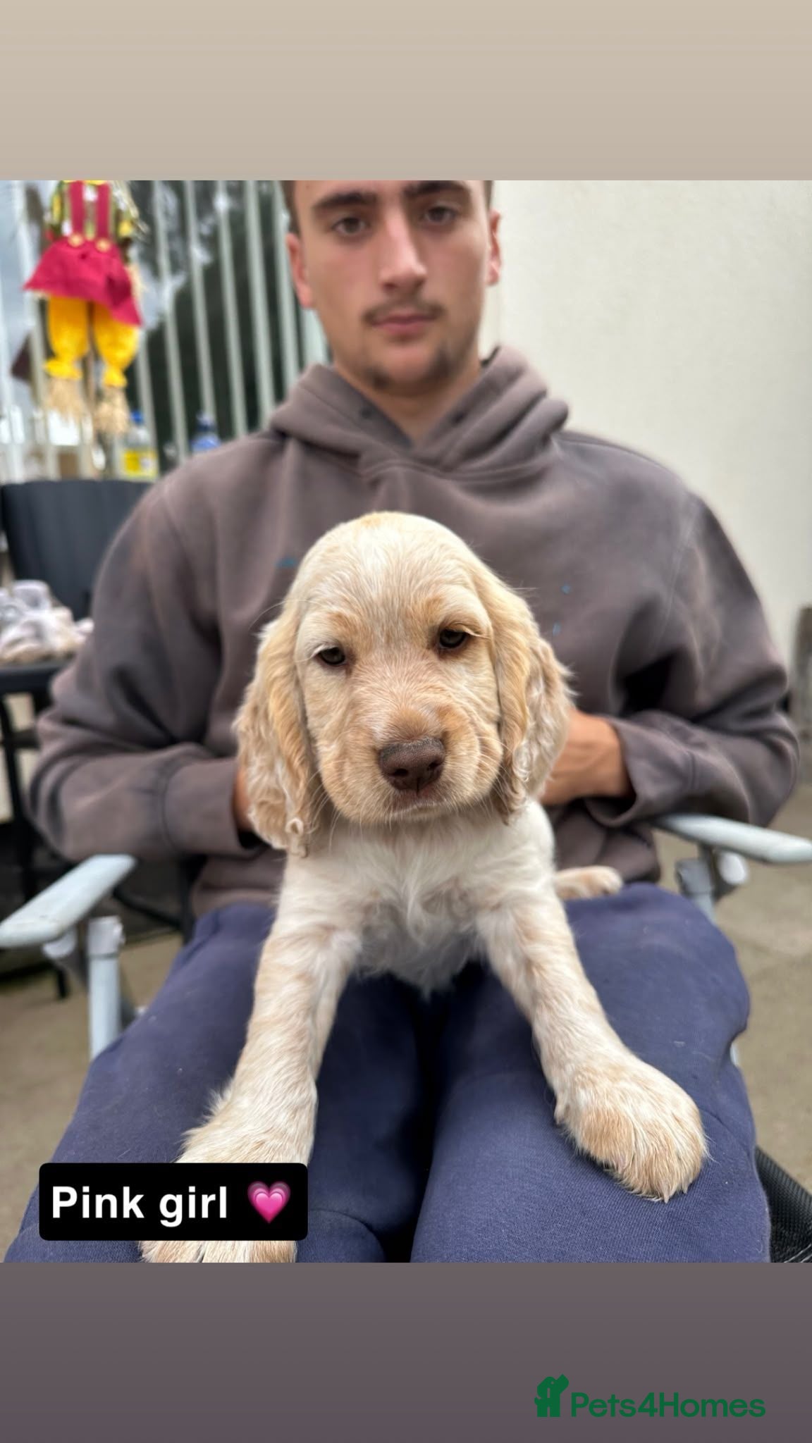 Cocker Spaniel dogs Cocker spaniel red and pink girls still available  - Advert 2