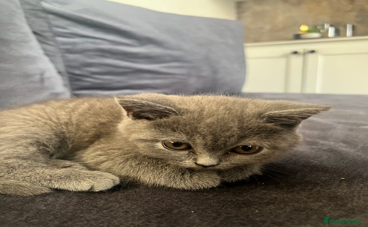 British Shorthair cats - Advert 1
