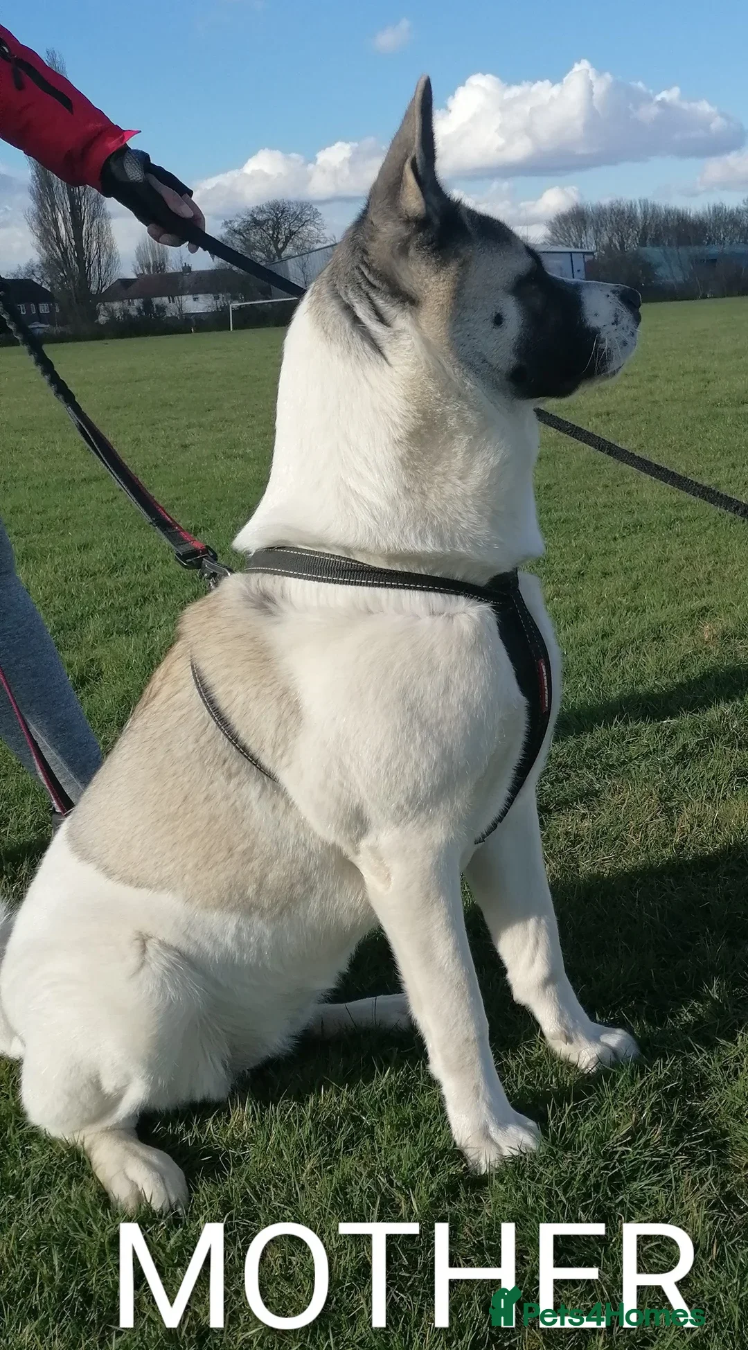 Akita dogs American Akita girl for sale -Read the description - Advert 6