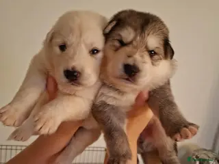 Shepsky dogs Gerberian Shepsky Puppies - Advert 4