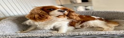 Cavalier King Charles Spaniel dogs for sale: 2 amazing girls Cavalier King Charles Spaniels  - Advert 4