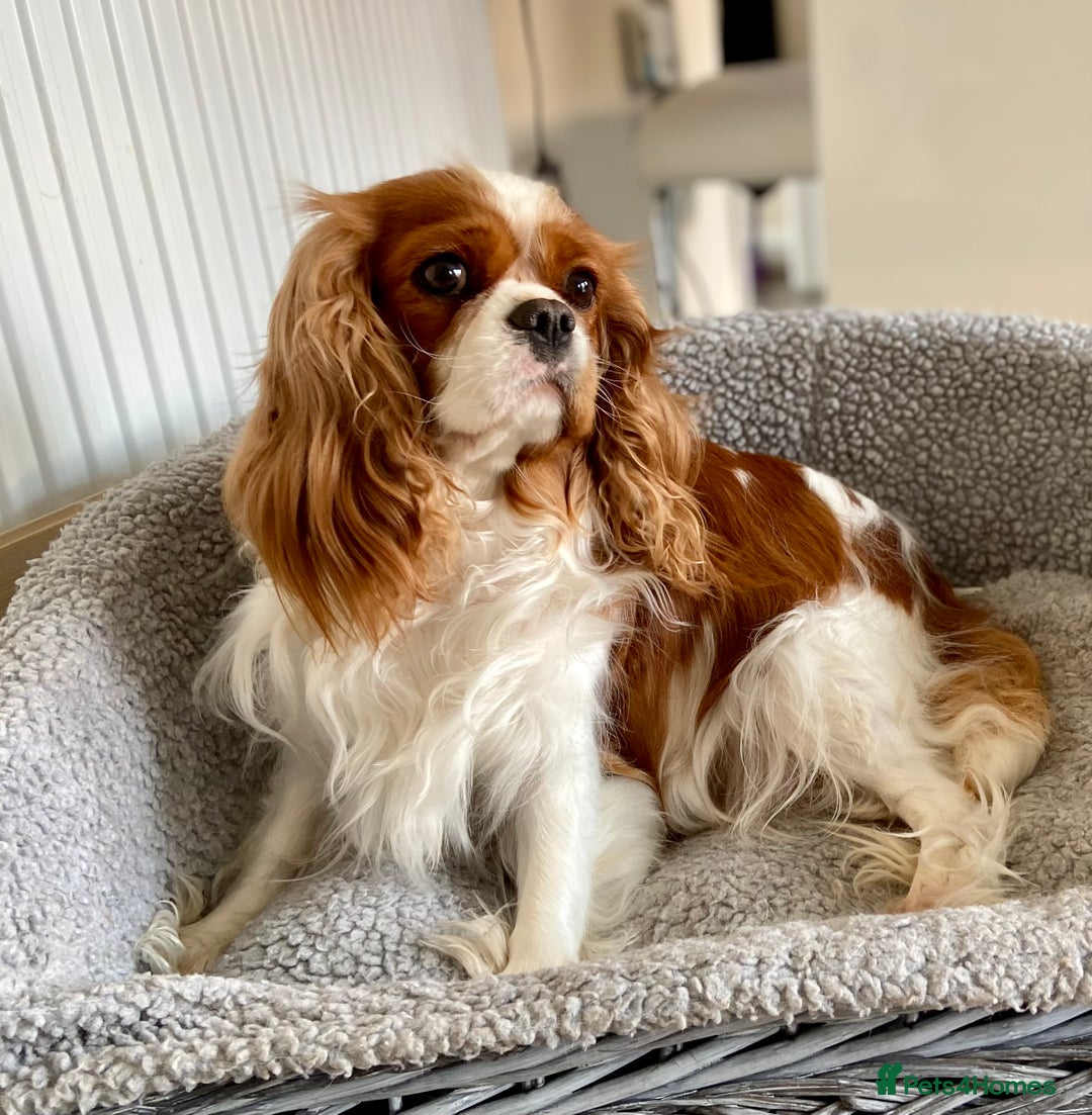 Cavalier King Charles Spaniel dogs for sale: 2 amazing girls Cavalier King Charles Spaniels  - Advert 4
