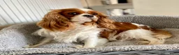 Cavalier King Charles Spaniel dogs for sale: 2 amazing girls Cavalier King Charles Spaniels  - Advert 4