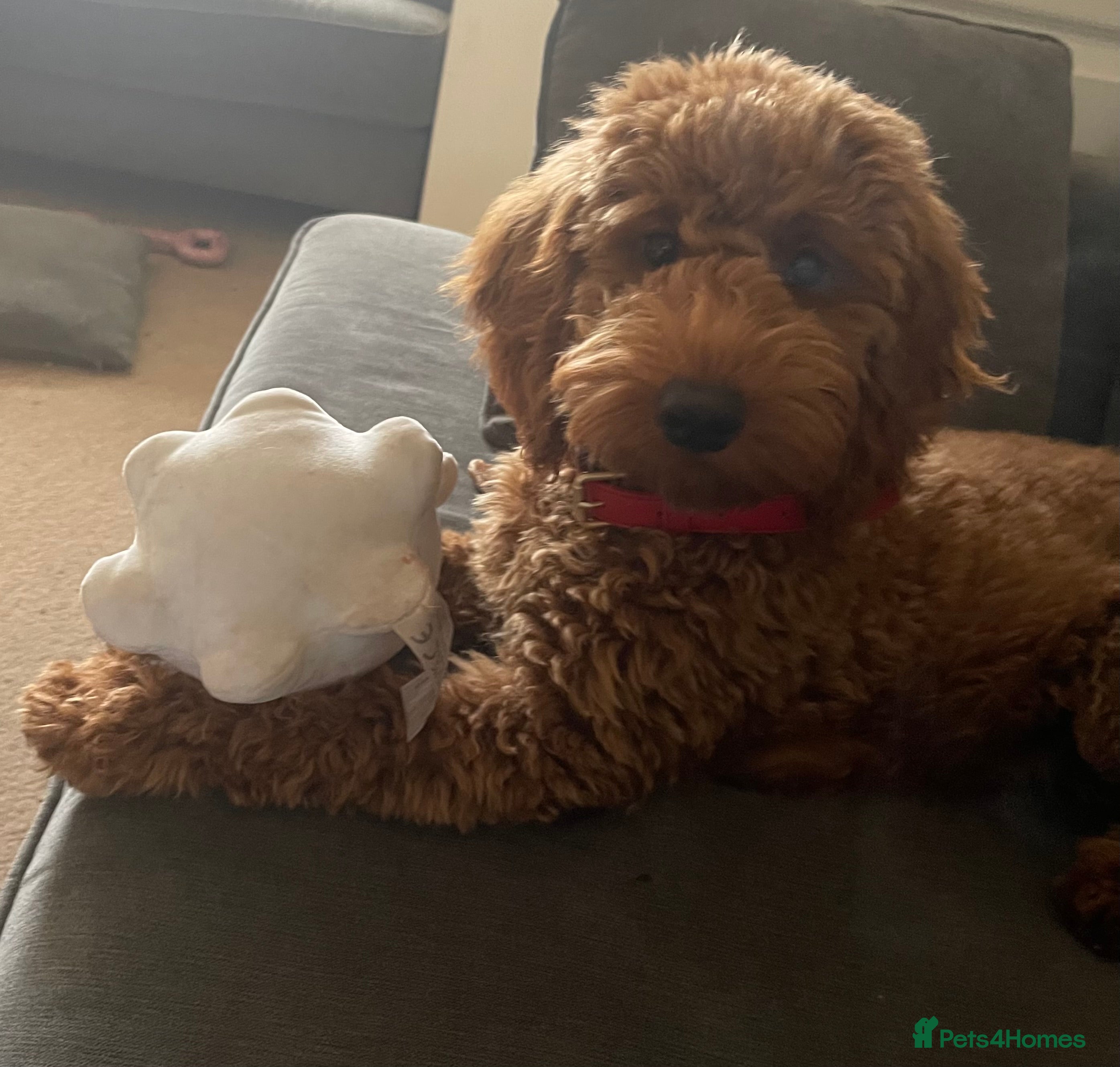 Cockapoo dogs Ruby 5 month old Red Cockapoo - Advert 1