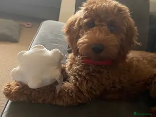 Cockapoo dogs Ruby 5 month old Red Cockapoo - Advert 1