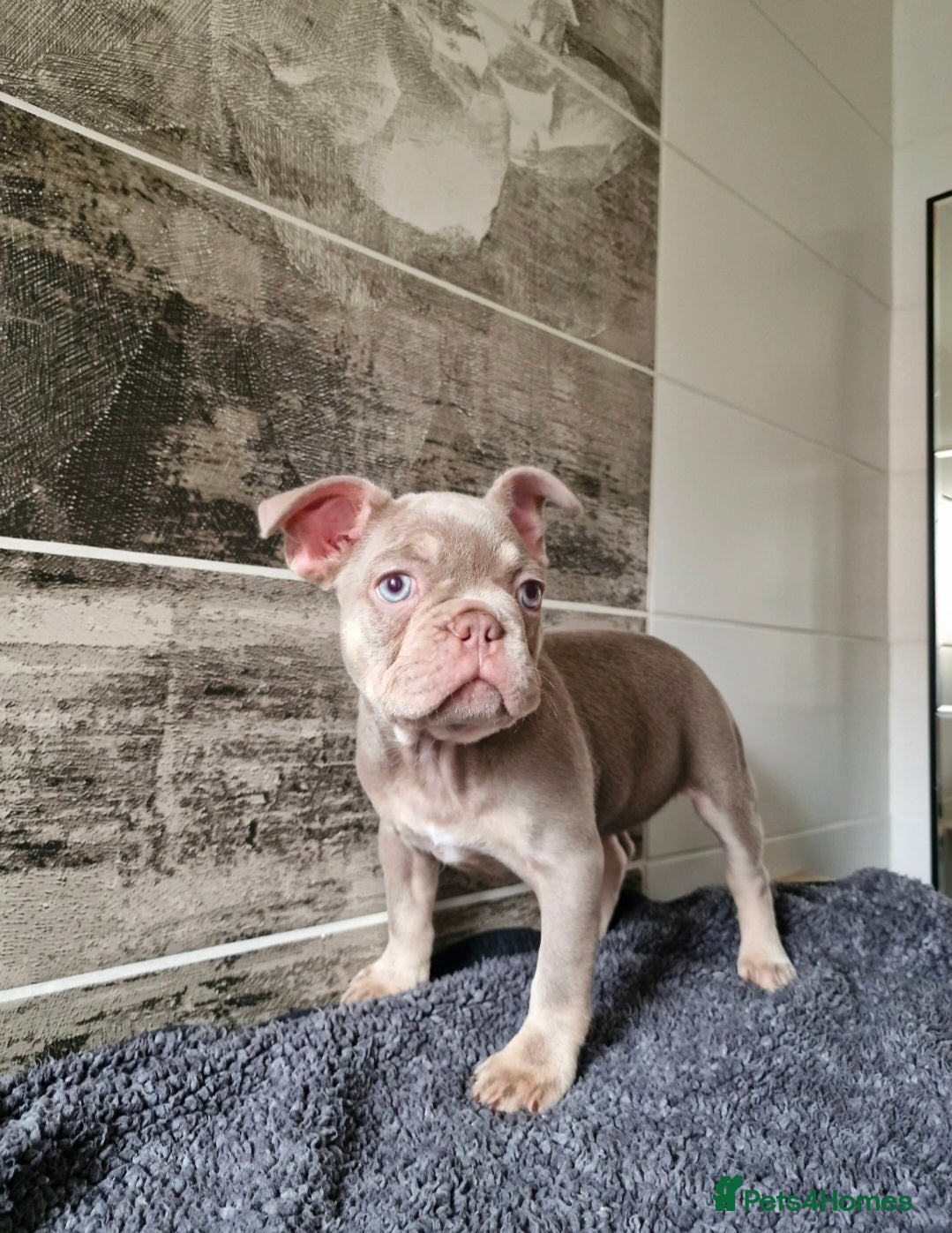 French Bulldog dogs French bulldog - Advert 1