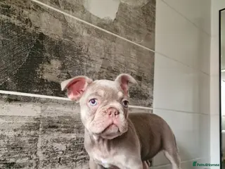 French Bulldog dogs French bulldog - Advert 1