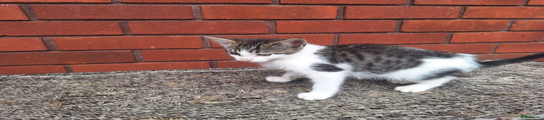 British Shorthair Kitten 6