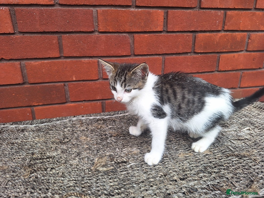 British Shorthair cats for sale: beautiful kittens available to pick up - Image 27