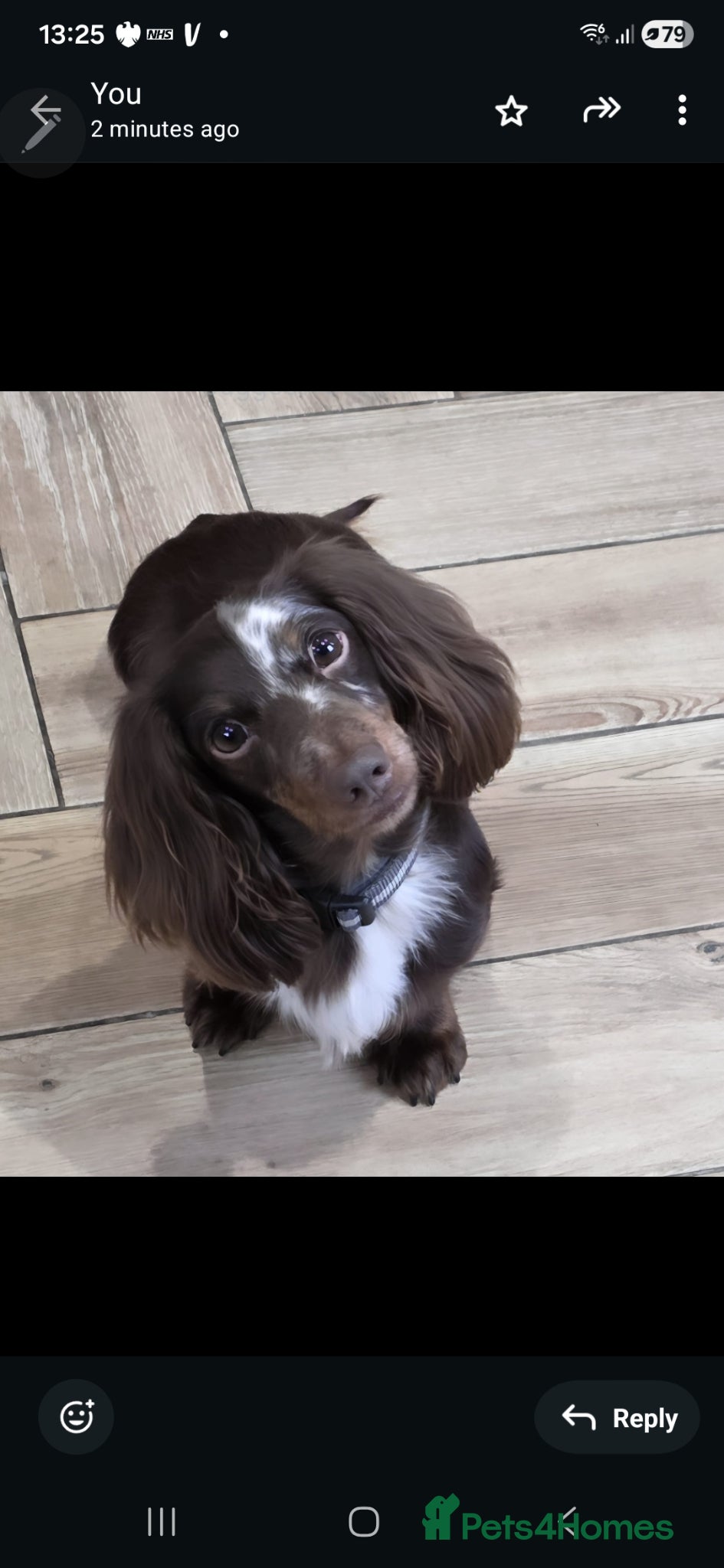 Miniature Dachshund dogs kc chocolate dapple longcoat minature Dachshund  - Advert 6