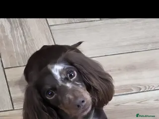 Miniature Dachshund dogs kc chocolate dapple longcoat minature Dachshund - Advert 6