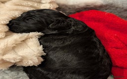 Cockapoo dogs for sale: Beautiful f1b cockerpoos  - Image 2