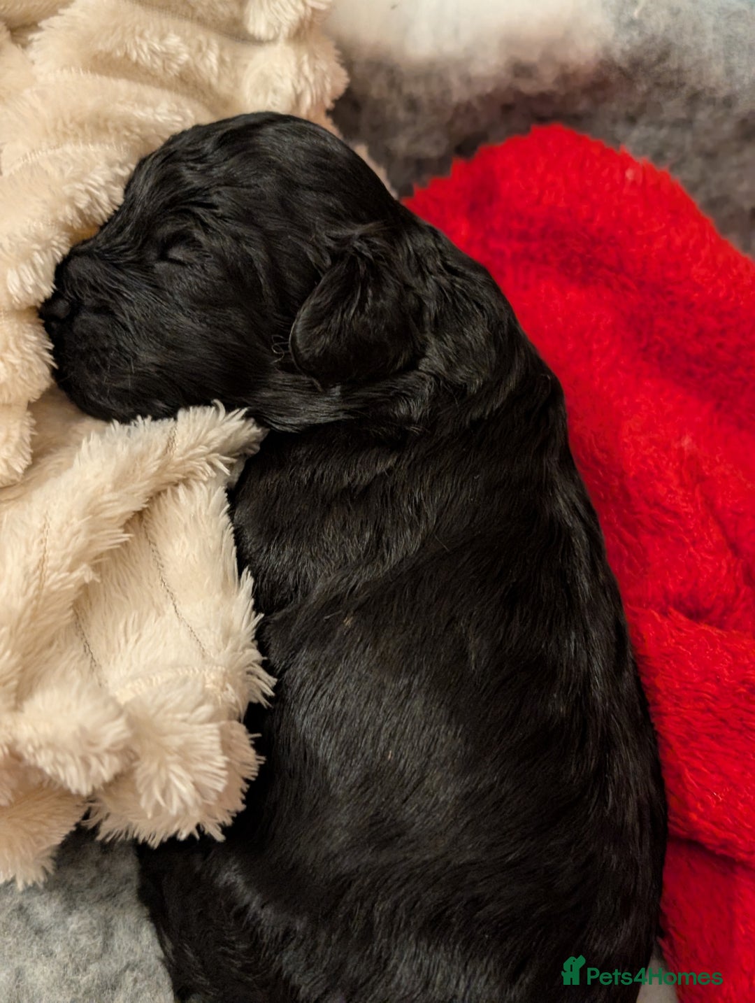 Cockapoo dogs for sale: Beautiful f1b cockerpoos  - Image 2