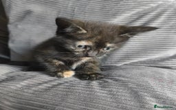 Mixed Breed cats for sale: I have 4 kittens  - Image 12