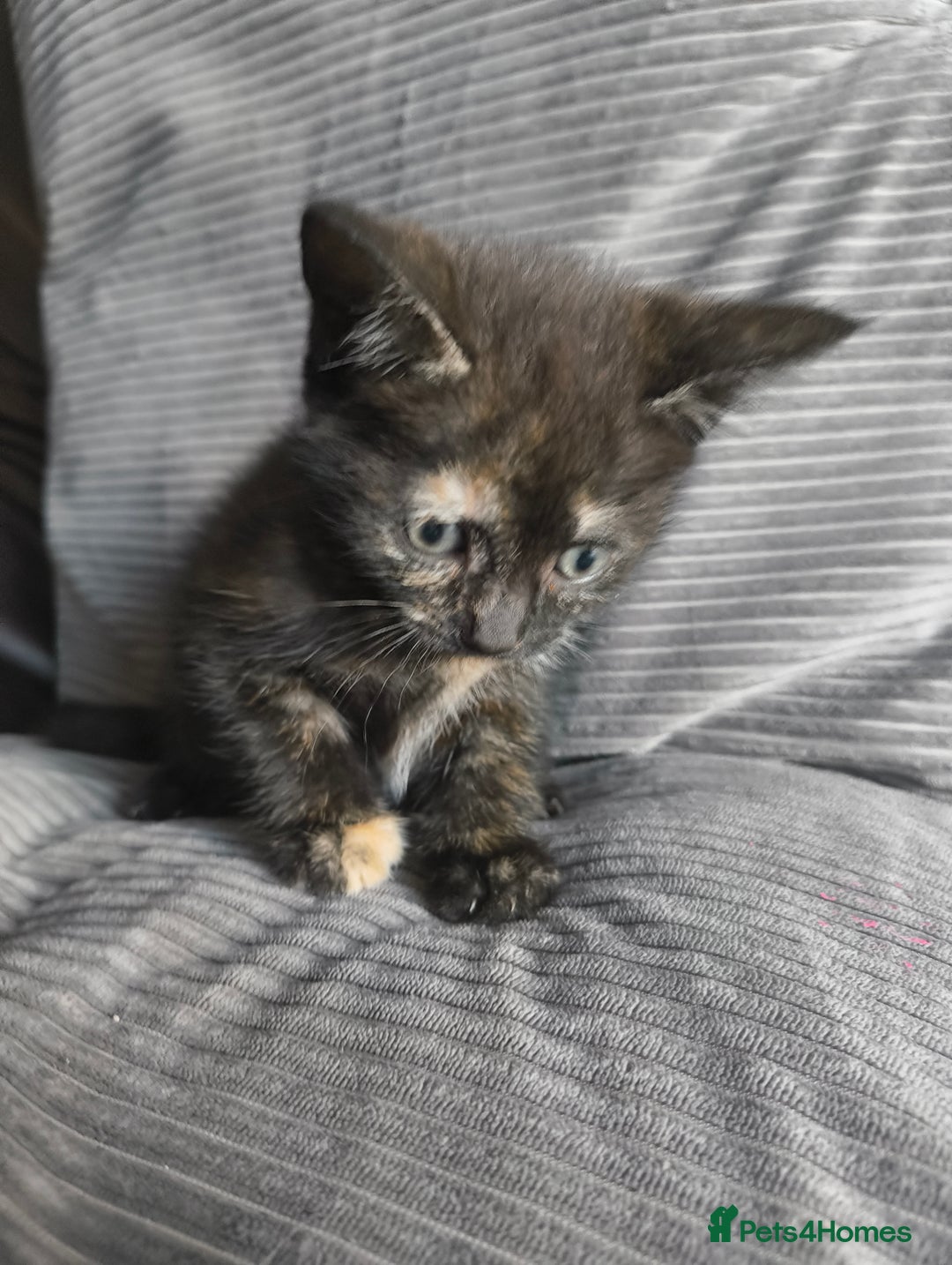Mixed Breed cats for sale: I have 4 kittens  - Image 12