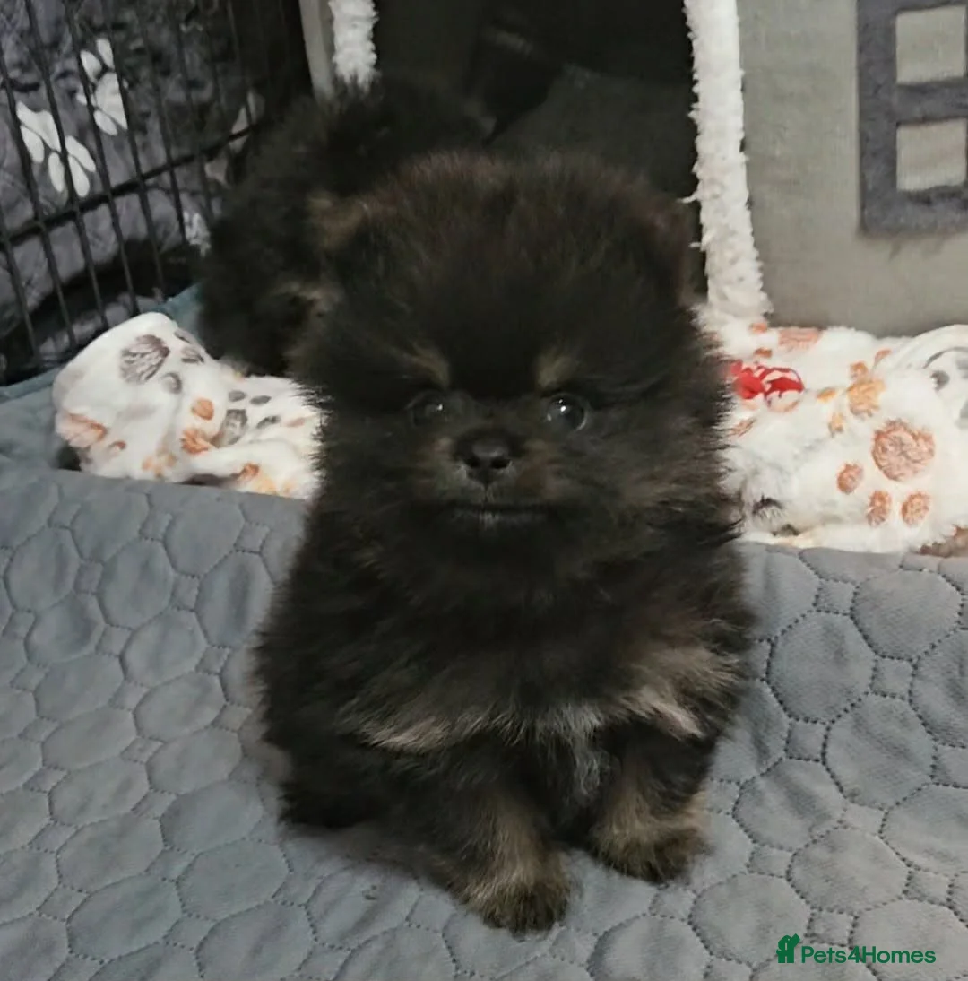 Pomeranian dogs for sale: Stunning litter Top quality Pomeranian puppies.  - Advert 25