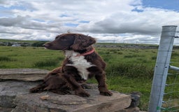 Sprocker dogs for stud: Billie the sprocker for stud - Image 3