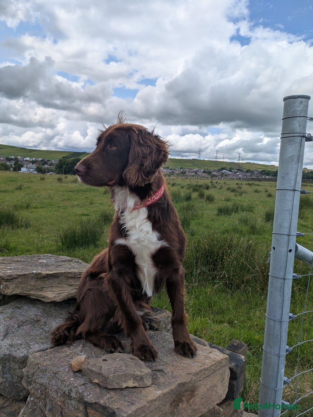 Sprocker dogs for stud: Billie the sprocker for stud - Image 3