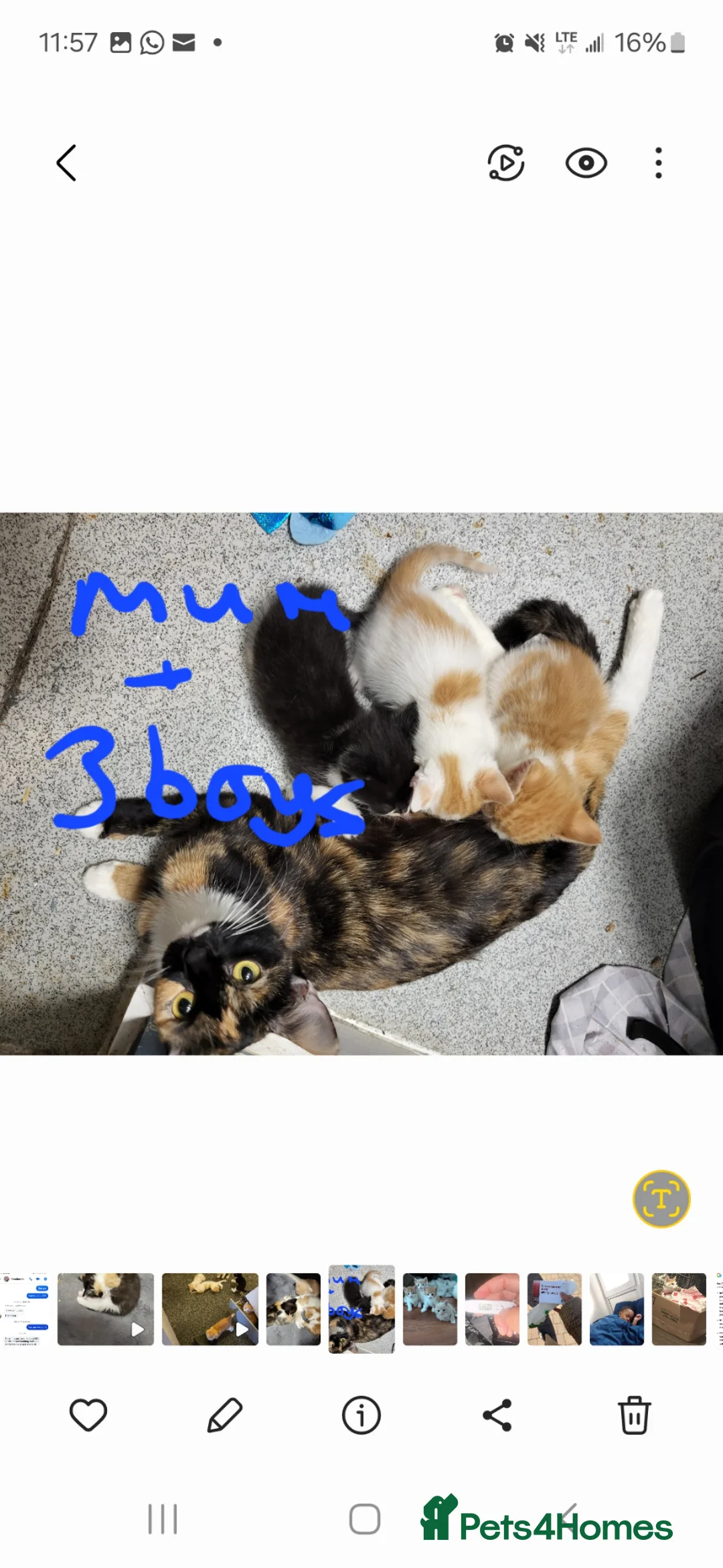 Mixed Breed cats for sale: Kittens for sale in London - Advert 2