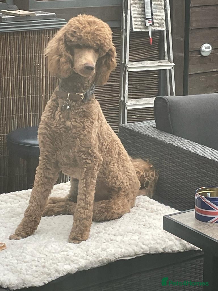 Standard Poodle dogs Standard Poodle for Stud - Advert 5